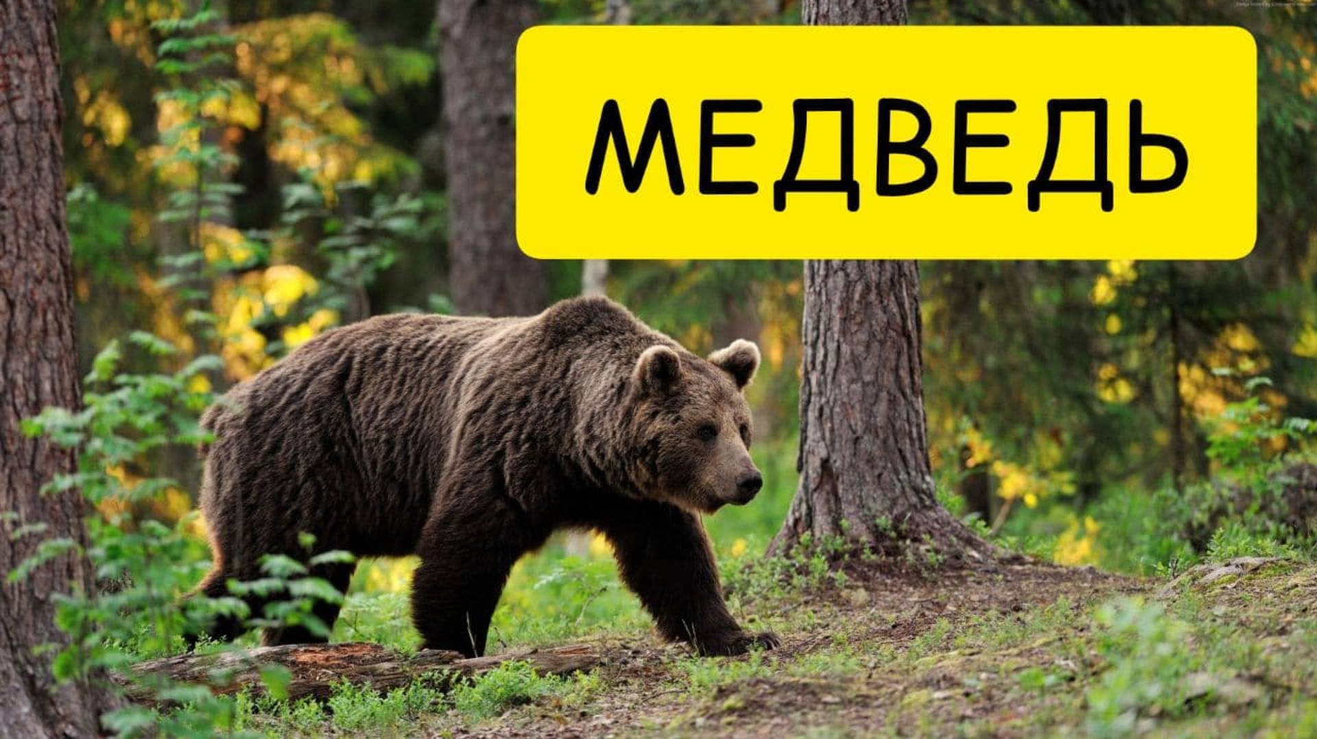 К чему снится МЕДВЕДЬ или видеть во сне МЕДВЕДЯ. ТОЛКОВАНИЕ СНА. Сонник