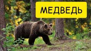 К чему снится МЕДВЕДЬ или видеть во сне МЕДВЕДЯ. ТОЛКОВАНИЕ СНА. Сонник