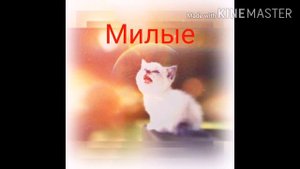 Мои милые картинки 🐱