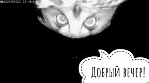 Филин Ёль первый день совсем без яиц. Сова вышла из декрета и не знает, чем заняться