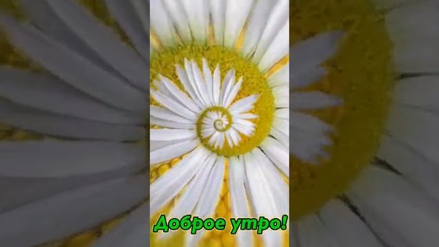 Доброе Утро!Прекрасного дня!Прикольная Музыкальная Открытка с Добрым Утром! #Shorts