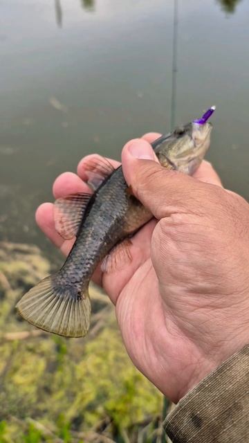 Разловил Kola Salmon Trout Zone до 1.5гр по карасю. Ловлю карасей и ротана мормышингом под дождем. смотреть онлайн