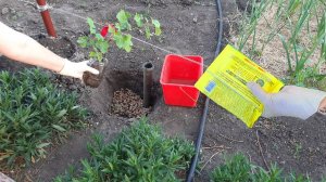 Посадите Виноград ТАК Урожай ведрами будете собирать. Подкормка для винограда.