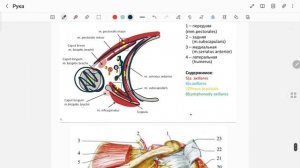 4. Подмышечная область, слои. Стенки подмышечной ямки. 3-х и 4-х сторонние отверстия, их содержимое
