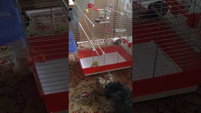 Гуччи объясняет Попугаю Кеше кто тут в доме хозяин 