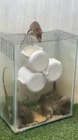 Прикольные мышеловки