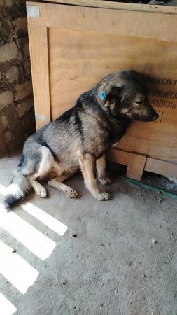 невероятно добрый пес, отлов г. Оренбург, срок проживания 10 дней