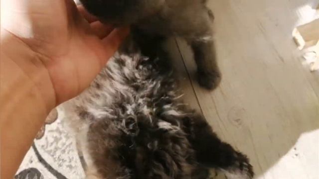 прикольные коты) девочки привет вам от моих витюня и фидюня) смотреть онлайн