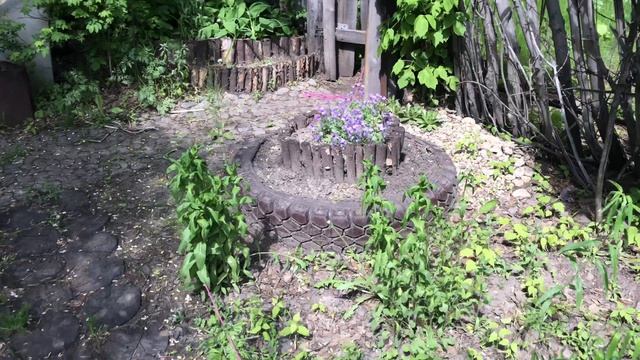 На нас напали птицы. Посеяла подсолнух и расчистила цветник