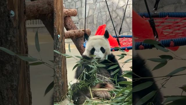 🐼 Панда Катюша наслаждается своим традиционным зелёным перекусом
