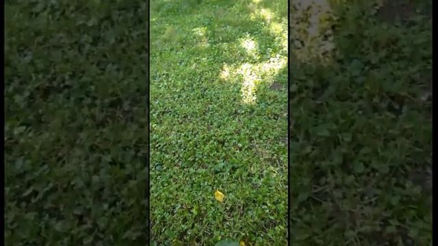 Оставим пустыни детям смотреть онлайн