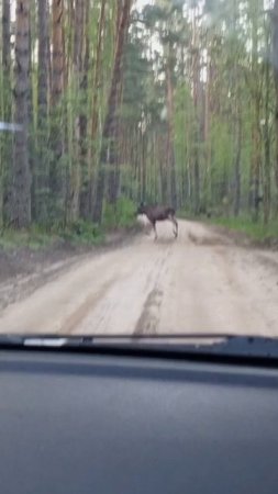 Вот так всреча! Лось на дороге