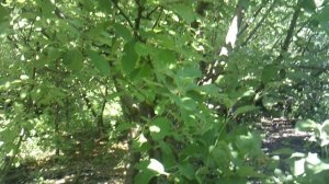 Звуки джунглей в нашем саду (Волгоградская область)