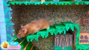 испытание для хомяка🐭