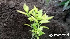 пересадка гортензии в специальный грунт..., 24 мая, дача.