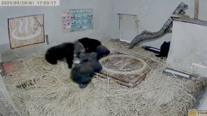 Каждый вечер медвежата отправляются в детскую комнату