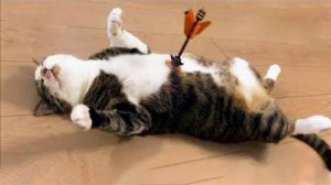 ПРИКОЛЫ С ЖИВОТНЫМИ ДО СЛЕЗ #57 Смешные КОТЫ И СОБАКИ  Приколы