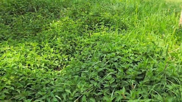 Купили хутор в глухом лесу и восстанавливаем его. Но и на усадьбе есть работа всегда.