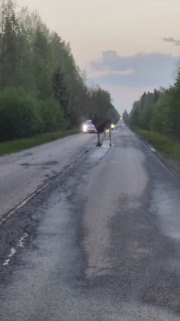 Лосёнок на дороге 
Видео прислали с дачи.