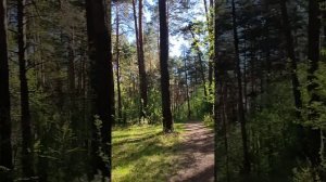 Моряковка.15мая 25г.Утром по дороге на работу// через парк