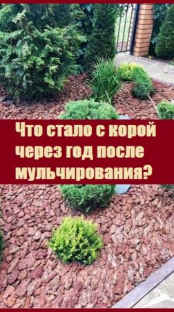 Не советую использовать мульчирование сосновой корой!