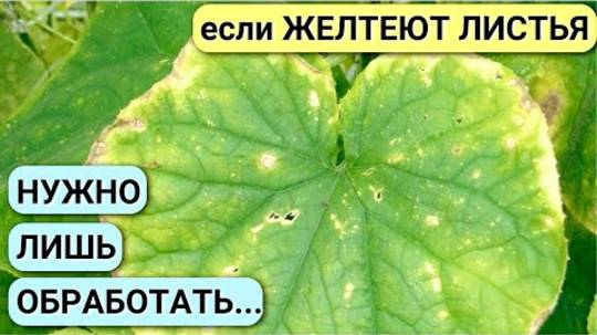 Желтеют листья ОГУРЦОВ! Срочно принимайте меры, чтобы не лишиться урожая! ПОДКОРМКА огурцов.