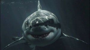 Акула спасла человека 15 недель дрейфовавшего в Тихом ?