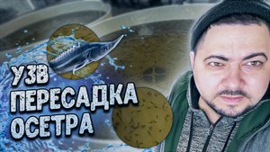 УЗВ  _ Пересадка осетра