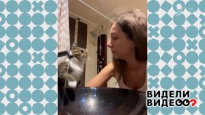 Кошка Маша. Видели видео? Фрагмент выпуска от 25.05.2025