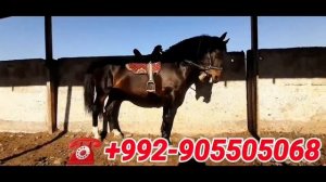 АСП БОЗОРИ ДУШАНБЕ ЛЕНИНСКИЙ Р/Н НАРХИ АСП 23.02.2022 г/ЛОШАДИНЫЕ РЫНОК В ДУШАНБЕ 2022 ЦЕНА ЛОШАДЕЙ