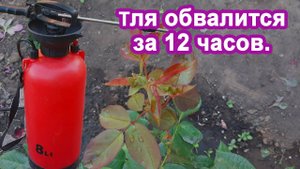 Тля осыпалась сразу После обработки этим раствором. Помогаем розам деревьям и кустарникам.