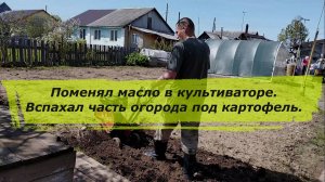 Поменял масло в культиваторе. Вспахал часть огорода под посадку картофеля.