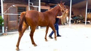 🐎 Продажа ЧК кобылка 2024 г.р. Amerikos - Kaberne ЦЕНА по тел. +79883400208 Вацап Телеграм