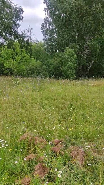 Формирование ниваки из сосны обыкновеннной на поле 7 и смотреть онлайн