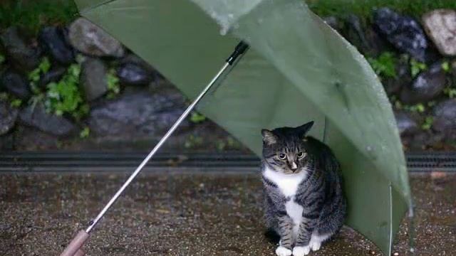 Мой Новосибирск.mp4 смотреть онлайн