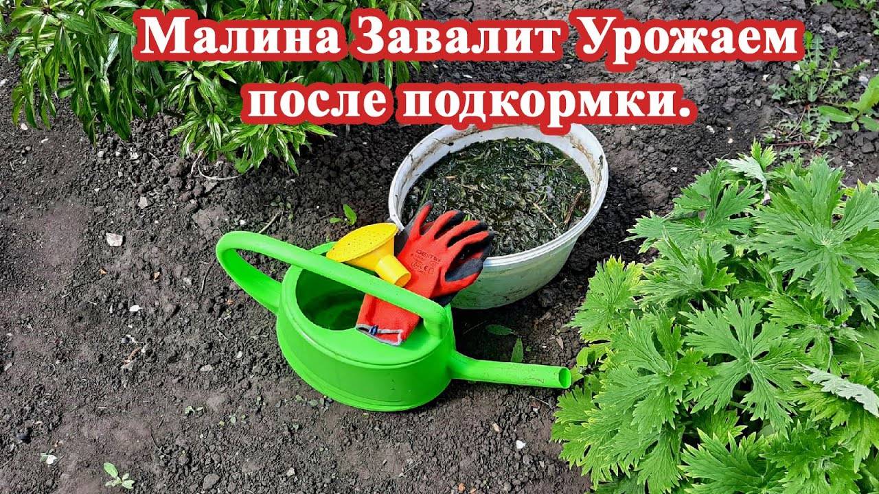 Малины будет в 5 Раз больше Подкормка Народная для увеличения урожая ягоды.