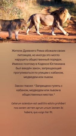 Древний Рим и запрет на животных 🐻🐗🦁