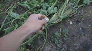 ГНИЛОЕ ДОЖДЛИВОЕ ЛЕТО, КОРНЕВАЯ И ПРИКОРНЕВАЯ ГНИЛЬ СТЕБЛЕЙ ОГУРЦА, 07 АВГУСТА 2017