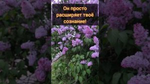 Он просто расширяет твоё сознание! #пробуждение #осознанность