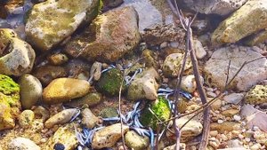 💥🔥Ужас! У берегов Омеги мёртвая рыба и птицы.Севасто