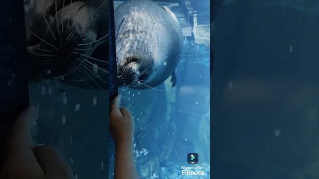 Океанариум во Владивостоке 2024 смотреть онлайн