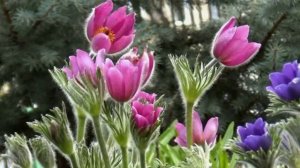 ВЕСЕННИЙ КАЛЕЙДОСКОП