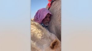 BRAIN TIME.  Most Emotional Animals Reunited with Owners After Years