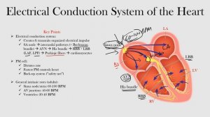 2.Electrical Conduction System of the Heart