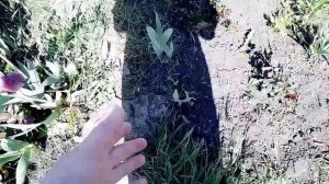 Воскресный влог. Меня перекосило. И огород тоже есть. Расстройство с носком.