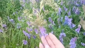 Птичья Гавань природный парк Омск🌿