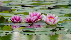 Природа восхитительна 38