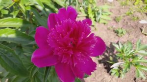 Пион Purple Spider - Фиолетовый паук (Китай) 25 июня 2022 от ОптХоз