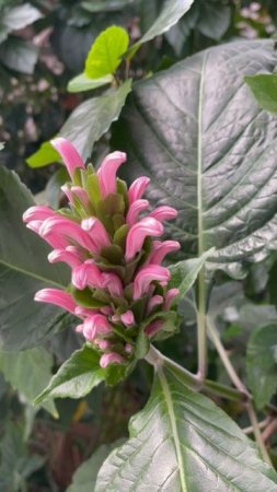 Якобиния мясо-красная #цветы #garden #растения #flowers #live