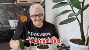 Замиокулькас.  Наконец-то руки дошли!
